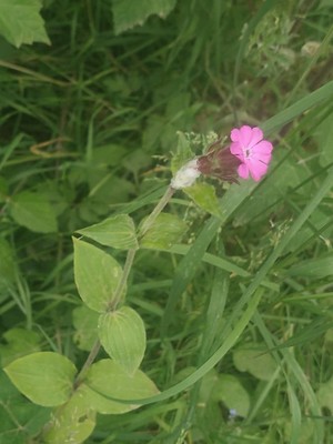 photo of Red Campion