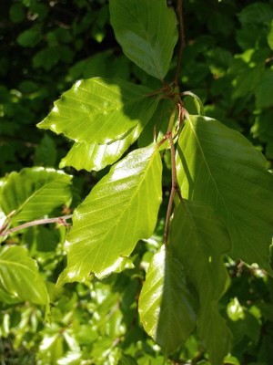photo of Beech