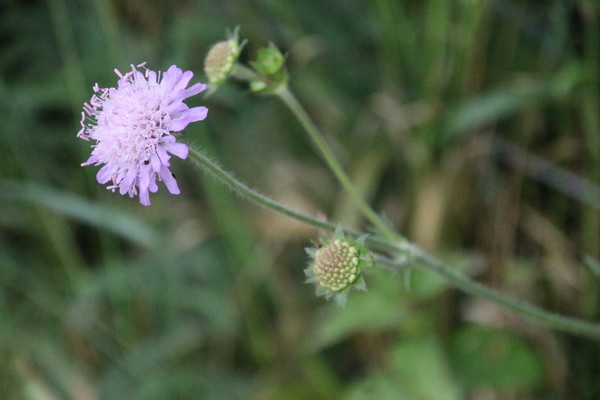 photo of Field Scabious