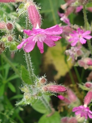 photo of Red Campion