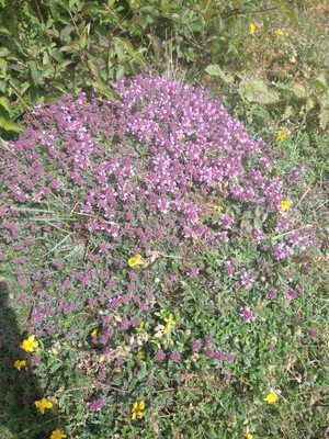 photo of Mother Of Thyme