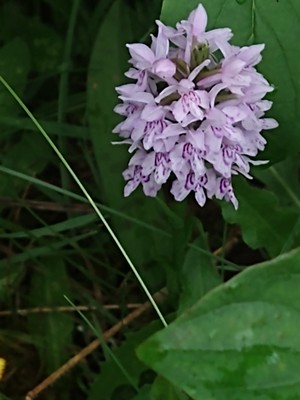 photo of Common Spotted Orchid