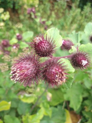 photo of Lesser Burdock