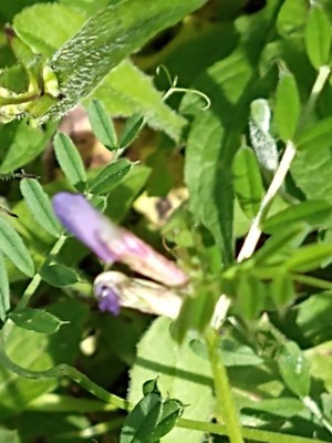 photo of Common Vetch