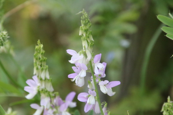 photo of Goat's Rue