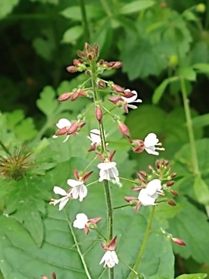 photo of Enchanter's Nightshade