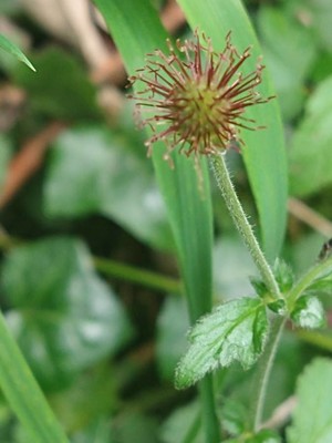 photo of Wood Avens
