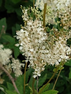 photo of Meadowsweet