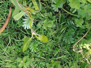 photo of Yellow Iris