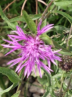 photo of Brown Knapweed