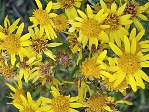 photo of Ragwort