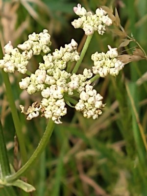 photo of Hogweed