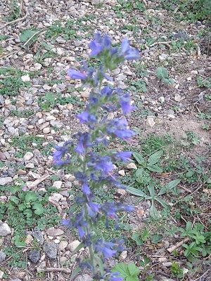 photo of Vipers Bugloss