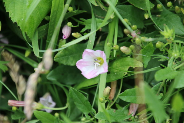 photo of Field Bindweed