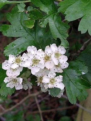 photo of Hawthorn