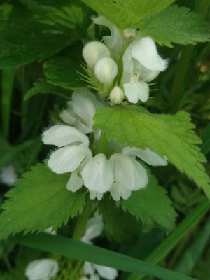 photo of White Dead Nettle