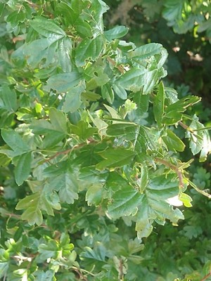 photo of Midland Hawthorn