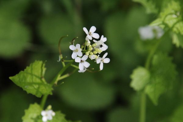 photo of Garlic Mustard