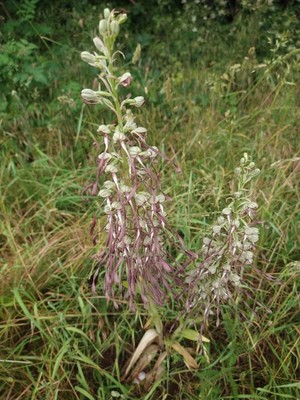 photo of Lizard Orchid