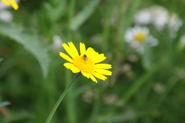photo of Corn Marigold