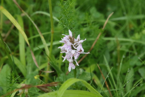photo of Common Spotted Orchid