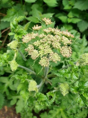 photo of Hogweed