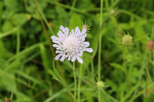 photo of Small Scabious