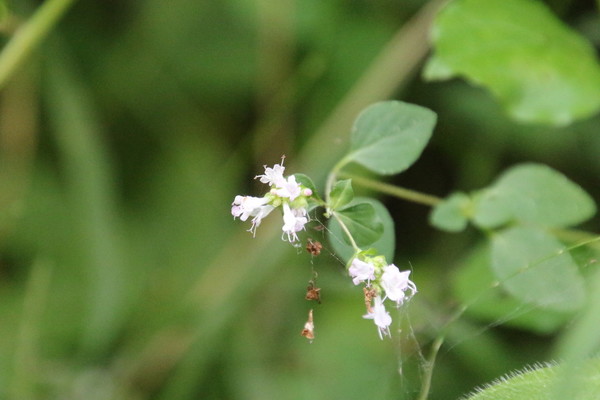 photo of Wild Marjoram