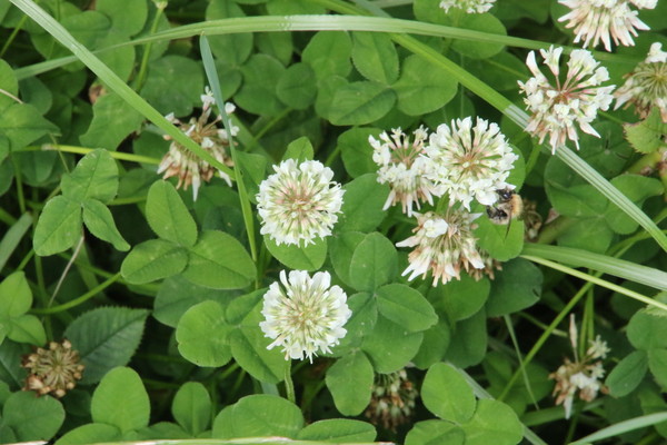 photo of White Clover