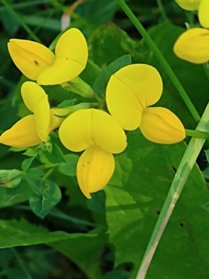 photo of Bird's Foot Trefoil