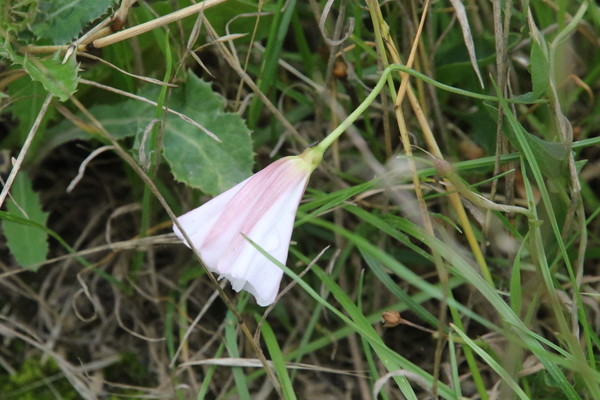 photo of Field Bindweed