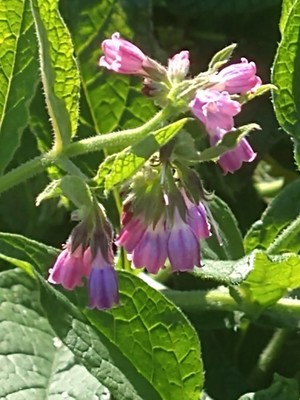 photo of Common Comfrey