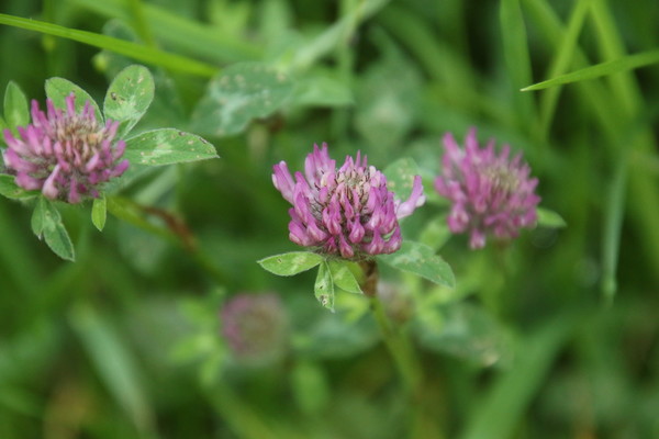 photo of Red Clover