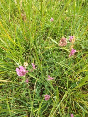 photo of Red Clover