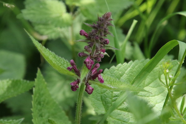 photo of Hedge Woundwort