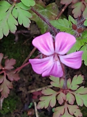 photo of Herb Robert