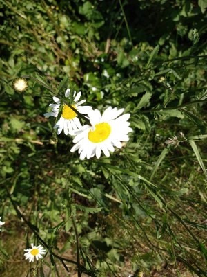 photo of Oxeye Daisy