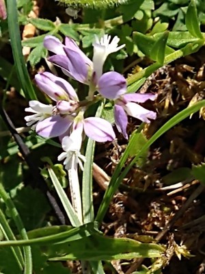 photo of Chalk Milkwort