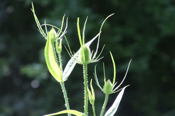 photo of Teasel