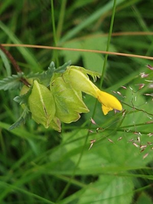 photo of Yellow Rattle