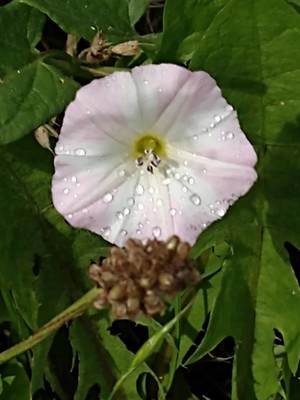photo of Field Bindweed
