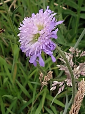 photo of Field Scabious