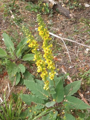 photo of Dark Mullein