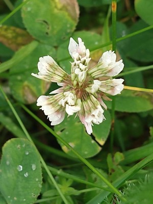 photo of White Clover