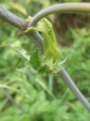photo of Wild Angelica