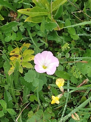 photo of Field Bindweed