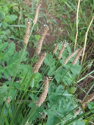 photo of Ribwort Plantain