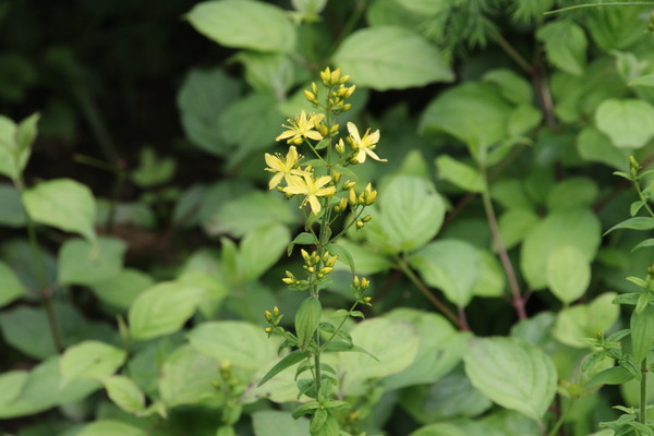 photo of Hairy St John's Wort