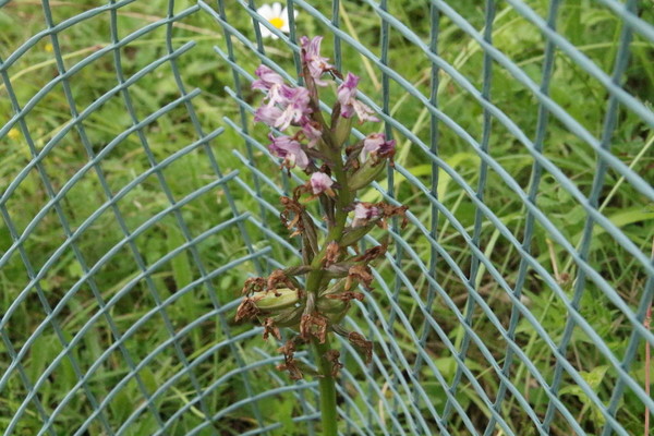 photo of Chalk Fragrant Orchid