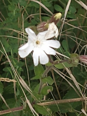 photo of White Campion